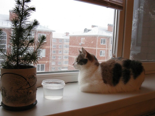 Котовторник 06.01.2015