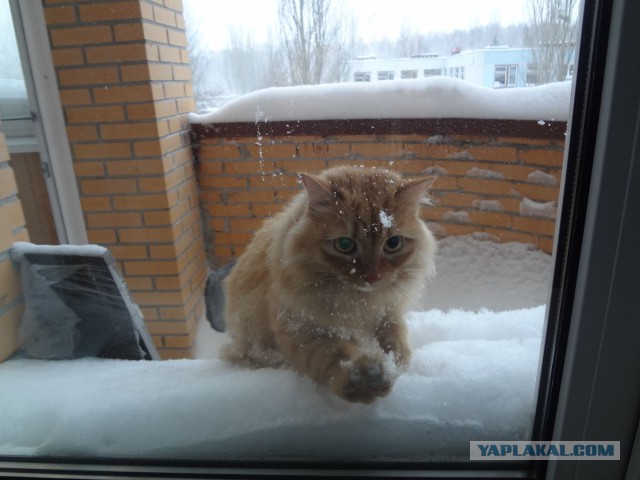 Котовторник 20.01.2015