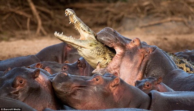 Крокодил с головой зебры спустился к бегемотам