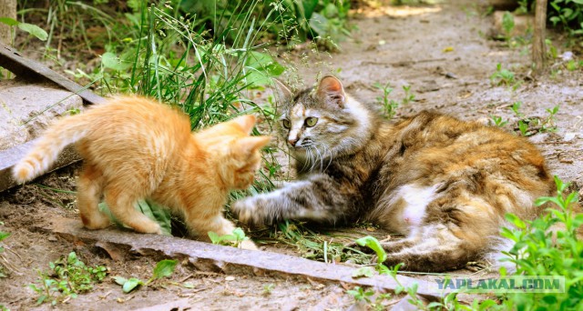 Котовторник 16.06.2015., Котовторник наступил!