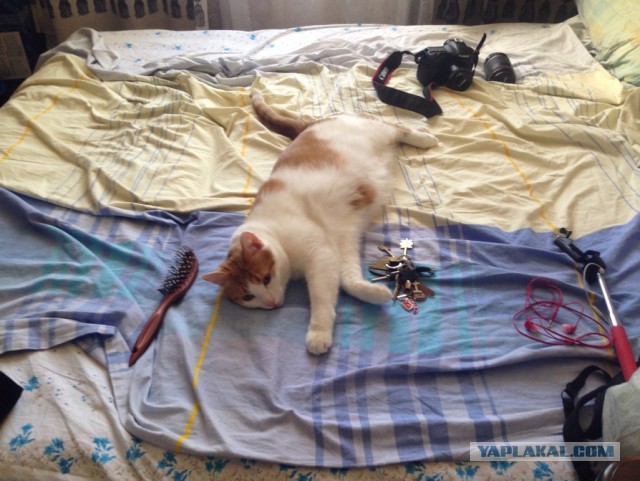 Котовторник 7.07.2015