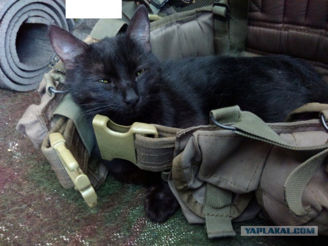 Решил жить у нас