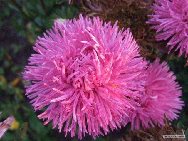 Золотая осень