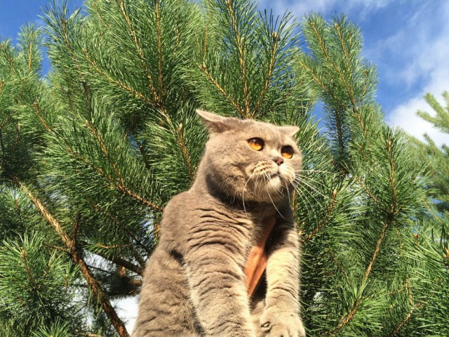 Котовторник 04.08.2015