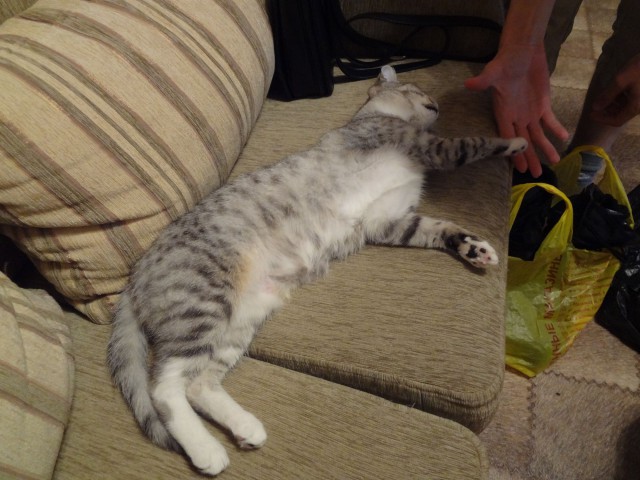 Котовторник