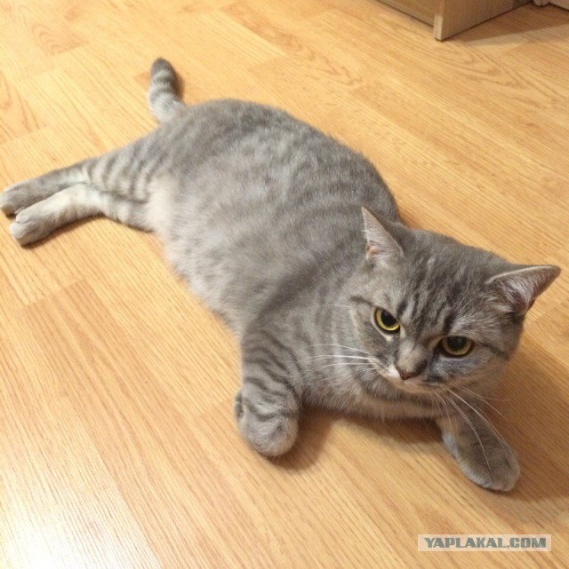 Котовторник наступил!:)