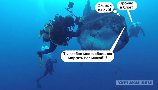 Дайверы возле огромной рыбы-луны