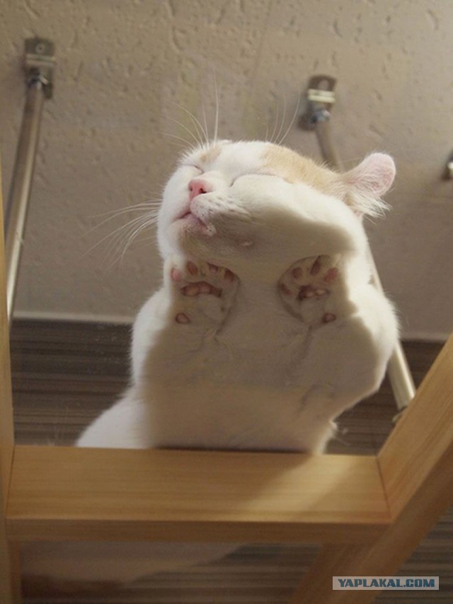 Котовторник