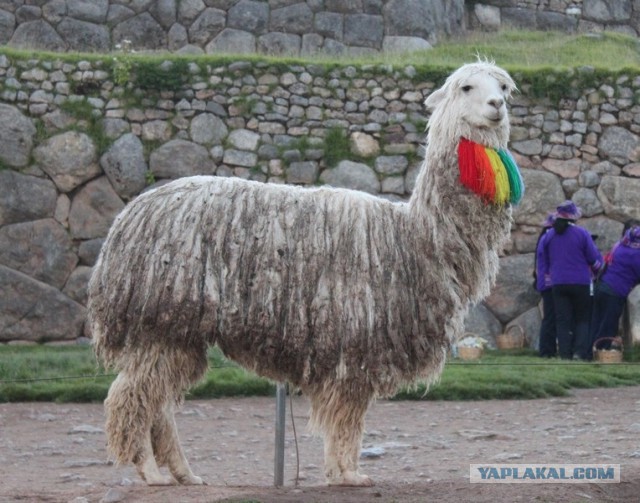 Отчет о путешествии в  Перу