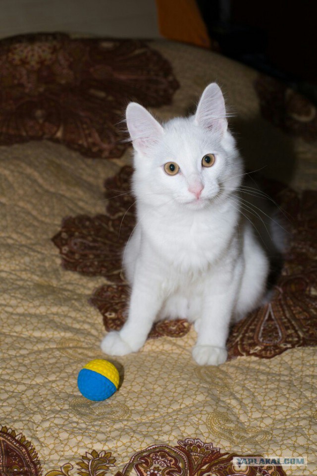 Котовторник 26.01.2016