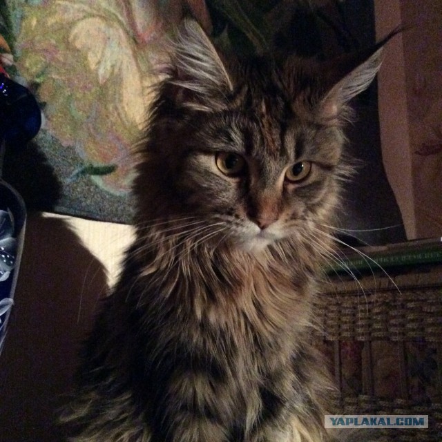 Мейн-куны  настолько  суровы...