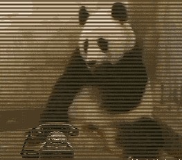 Короткий ролик про панду в зоопарке, испуг панды