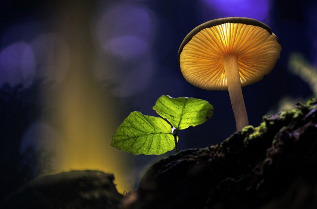 Светящиеся сказочные грибы