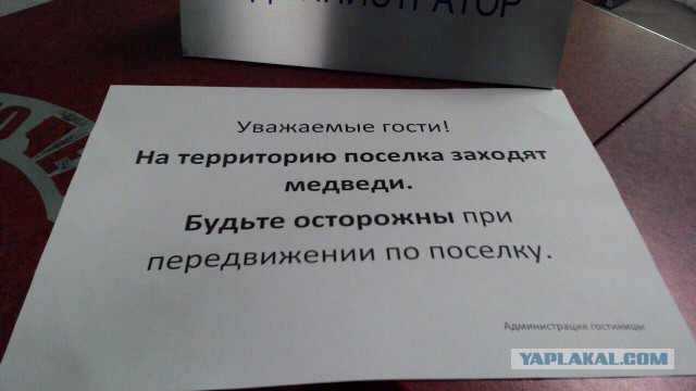 Как вести себя при встрече с белым медведем, чтобы вас не съели