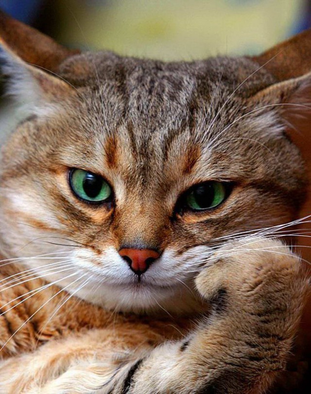 Коты из сети