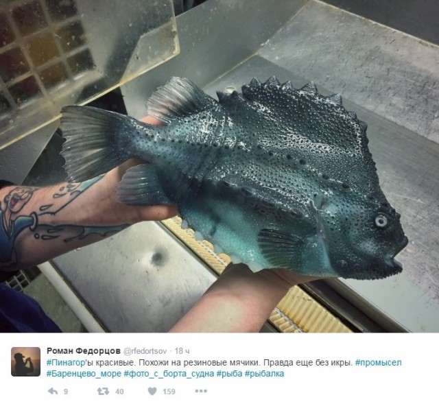Мурманский моряк выкладывает фото самых странных рыб, пойманных его траулером