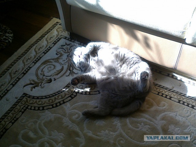 Котовторник 28.02.2017