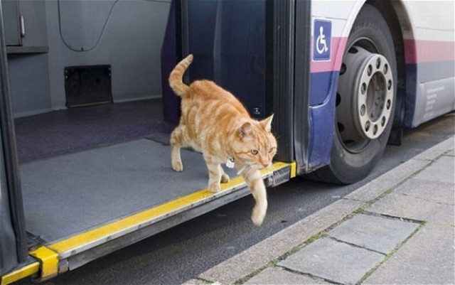 Коты и Кошки