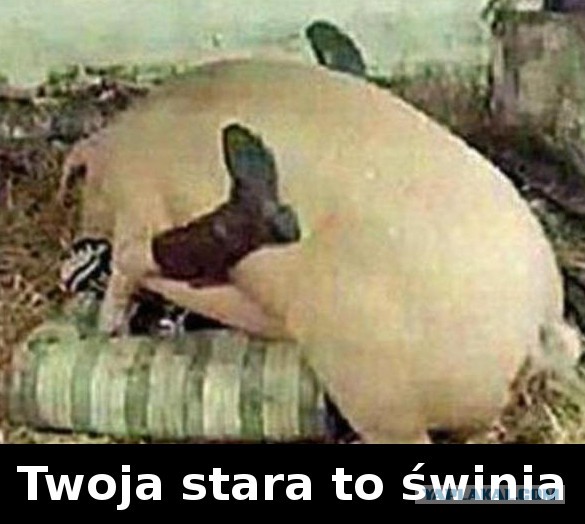 Беседка ФиС ЯПа