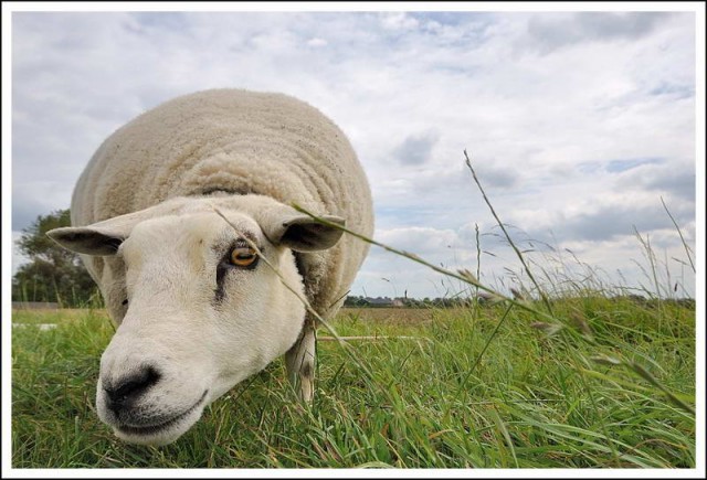 бараны для сна. бараны во тьме. слово овца. сонник сон овцы. голова овцы.