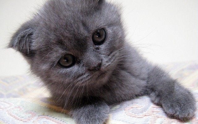 Коты и Кошки