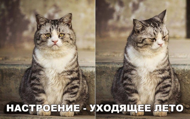 Коты и Кошки