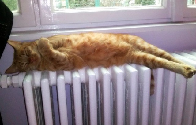 Осеннему котовторнику быть!