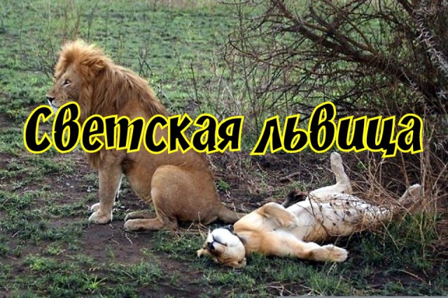 Лёгкий трэш на злободневные темы из авторских картинок