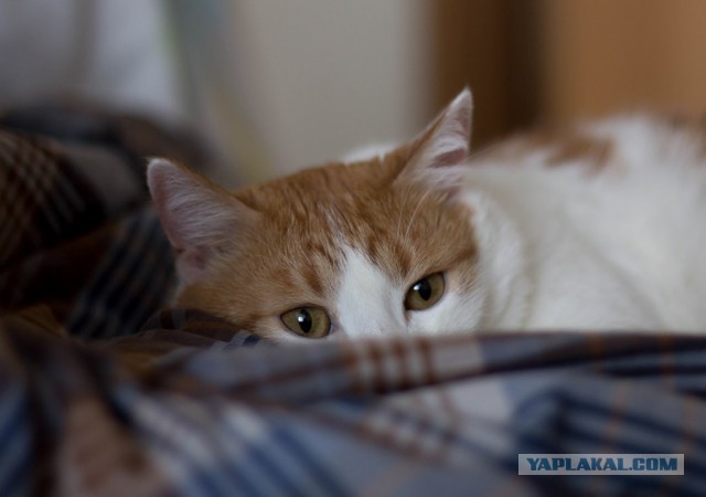 Котовторник 9.01.2018