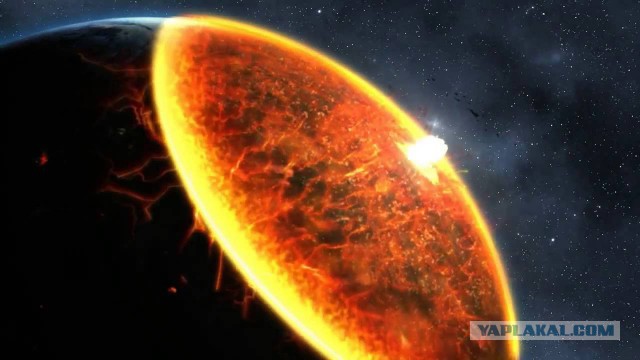 40 кошек: дом старой кошатницы встретил уборщиков горой нечистот, скелетами котов и атакой блох