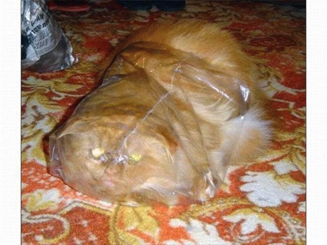 Кошак в шоке