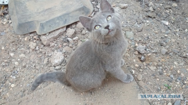 Котовторник 14.08.2018