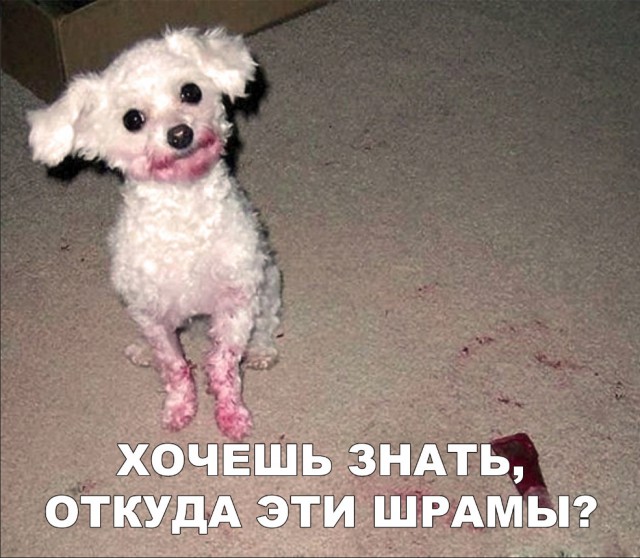Нестандартный юмор