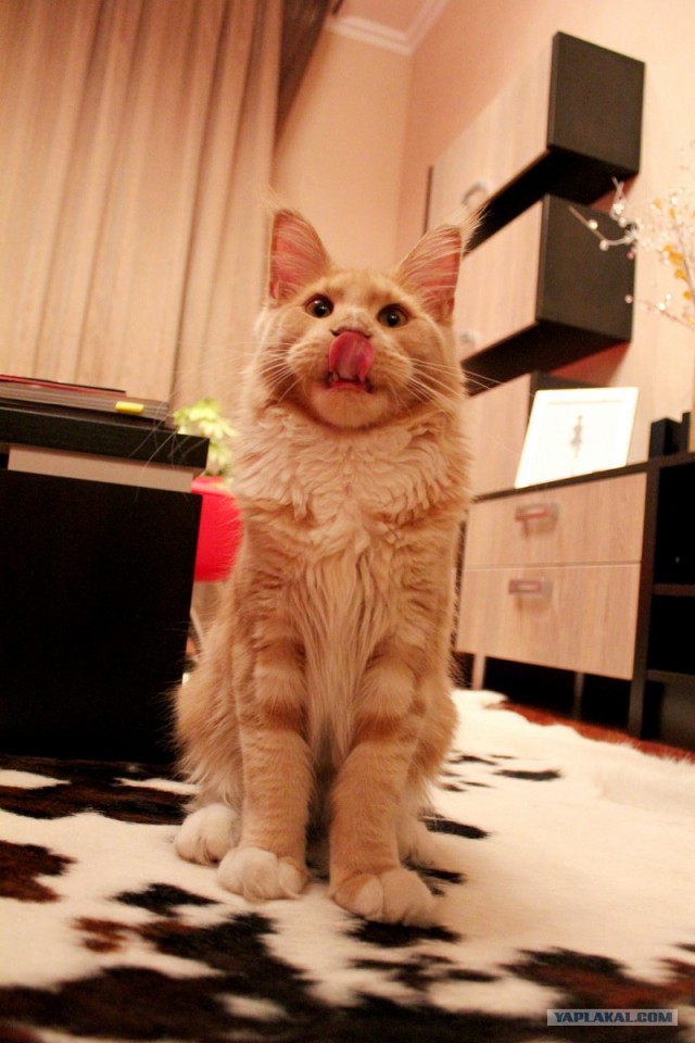 Котовторник 10.04.2012