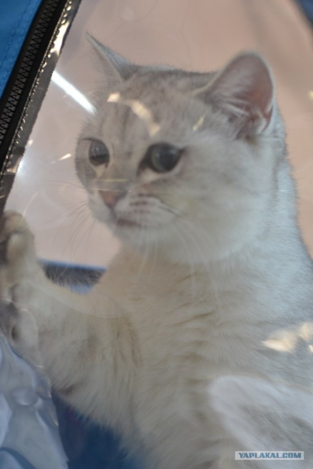Котовторник   5.06.2012