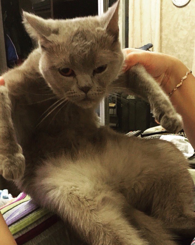 Забавные фото котеек