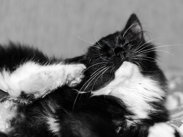 16 лучших котов сезона