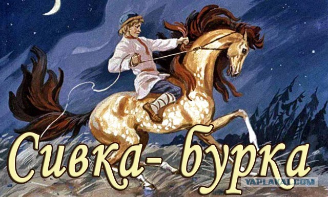 В Нидерландах вступает в силу запрет на бурки