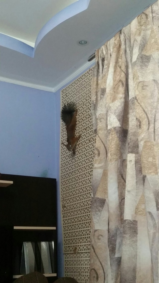 Живность из сети