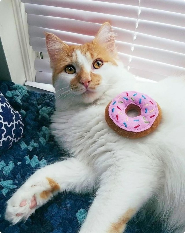 Котофеев пост