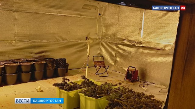 «5,5 кг марихуаны»: супружеская пара из Башкирии выращивала коноплю на даче