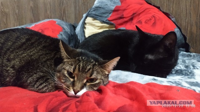 Даешь котовторник!