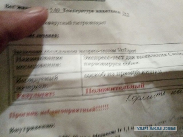 Помогите спасти кошку!