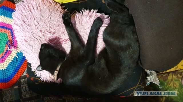 Кошка Варя