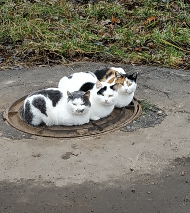 Вы, что спите? Вставайте, котовторник же!