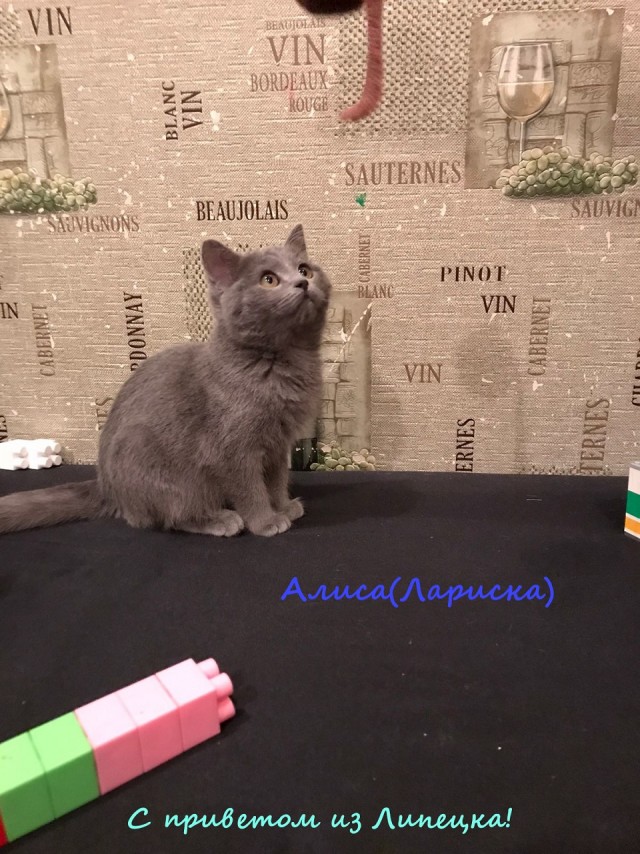 Жизнь домашнего приюта "Котоленд" 316