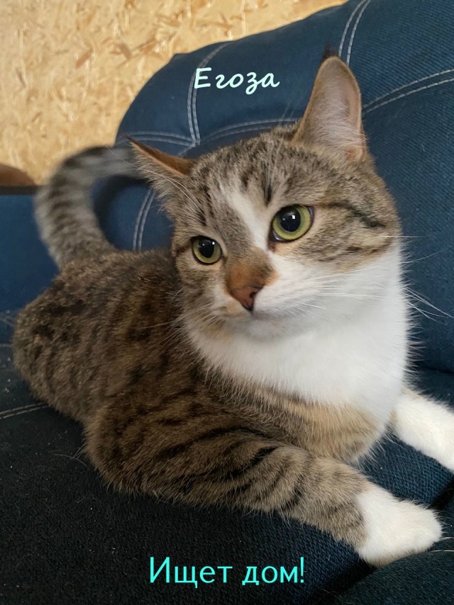 Жизнь домашнего приюта "Котоленд" 325