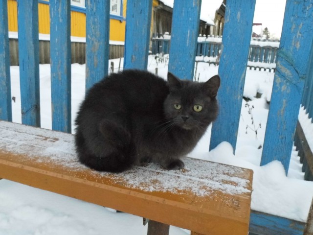 О котах