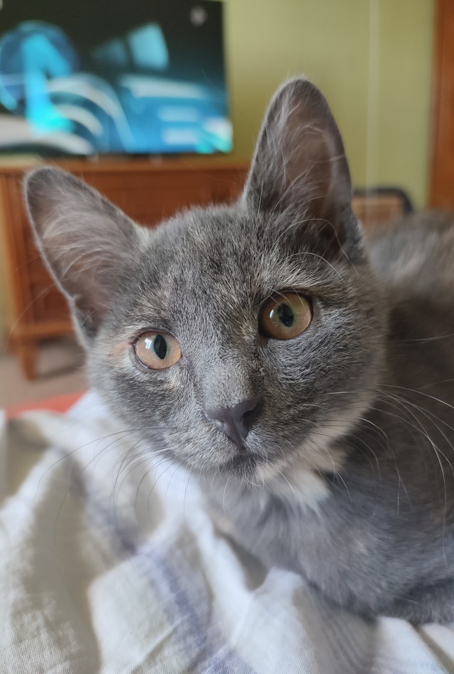 Ура! Котовторник.