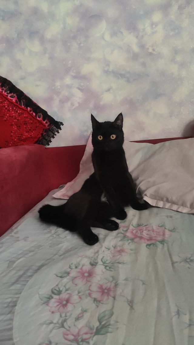 Котофторниг